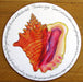 Queen Conch Tablemat by Richard Bramble
