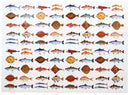 Sea Fish Gift Wrapping Paper
