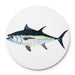 Bluefin Tuna coaster