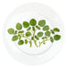 Watercress 19cm Plate by Richard Bramble