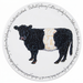 Belted Galloway Cow tablemat
