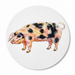 Gloucester Old Spot Pig coaster