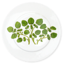 Richard Bramble | Watercress 19cm Flat Rimmed Plate
