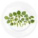 Richard Bramble Watercress 19cm Plate