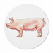 Large White Pig Coaster
