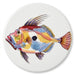 John Dory coaster
