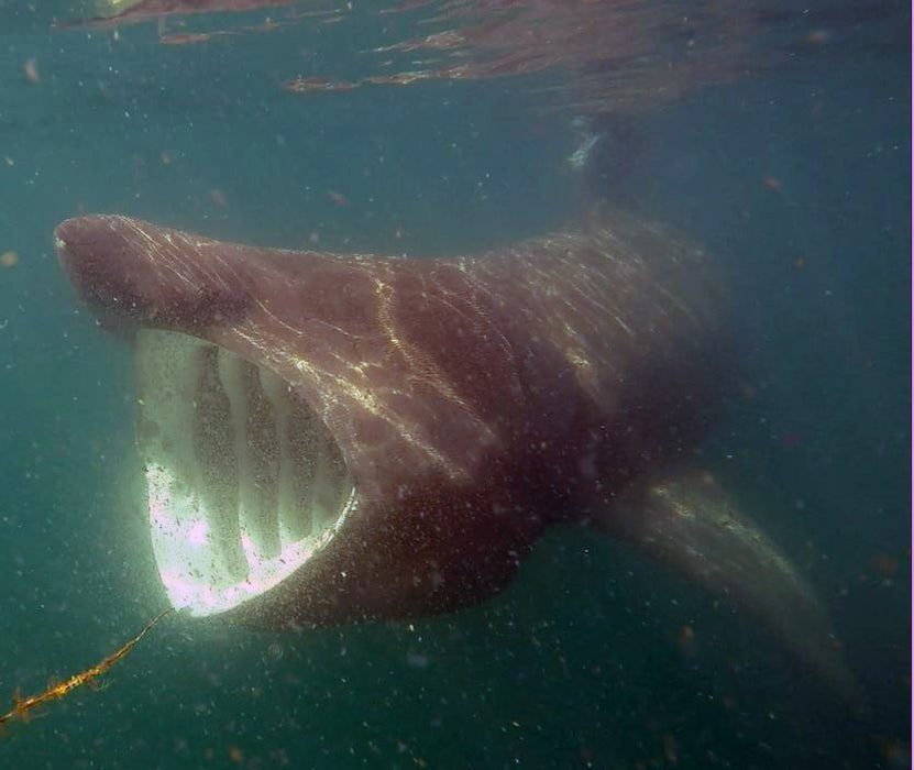 British Marine Species Tea Towel, Basking Shark