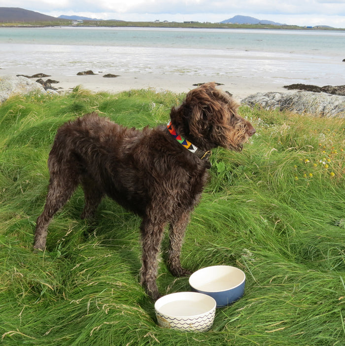 Dog Bowl Midnight Blue in use