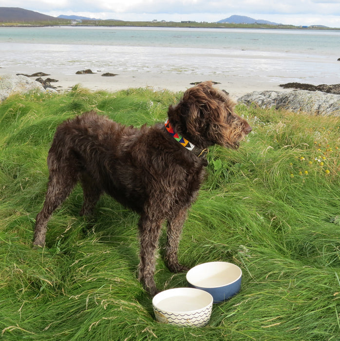 Dog Bowl Waves