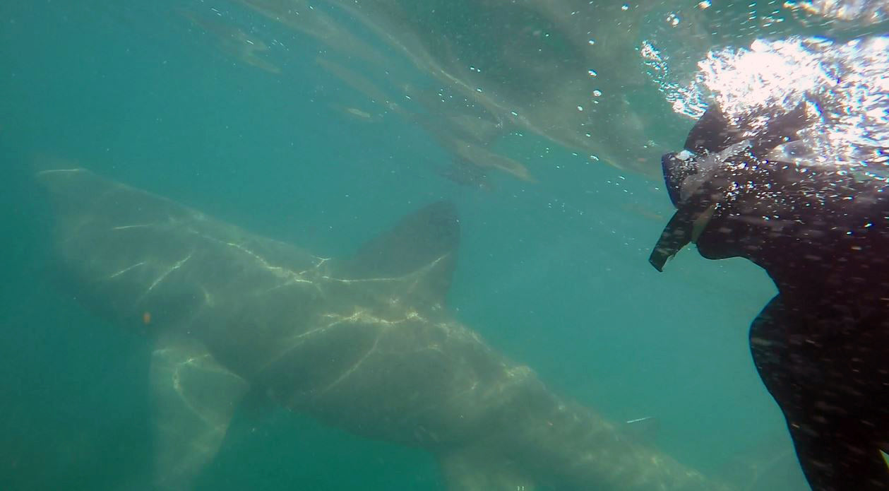 British Marine Species - Basking Shark Mug (large size)