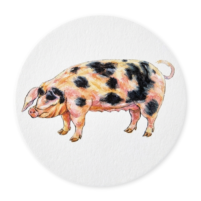 Richard Bramble Gloucester Old Spot Pig Coaster
