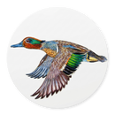 Green Winged Teal Coaster