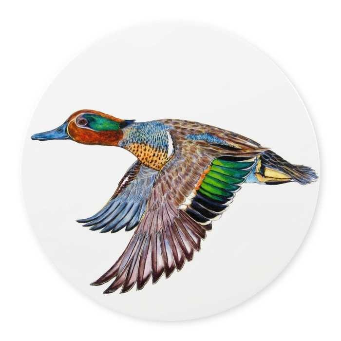 Green Winged Teal Coaster