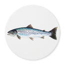 Sea Trout Coaster