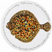 Turbot Tablemat