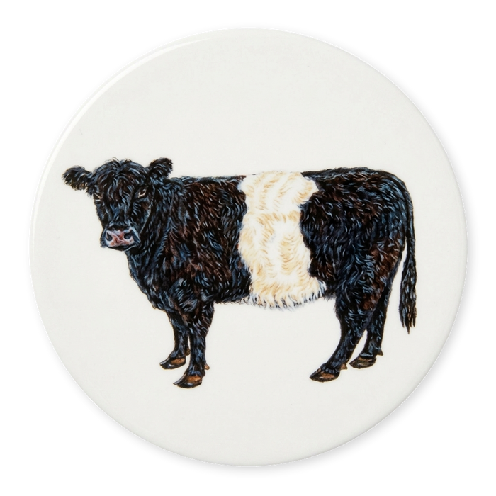 Belted Galloway Cow Coaster