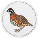 Bobwhite Quail Tablemat