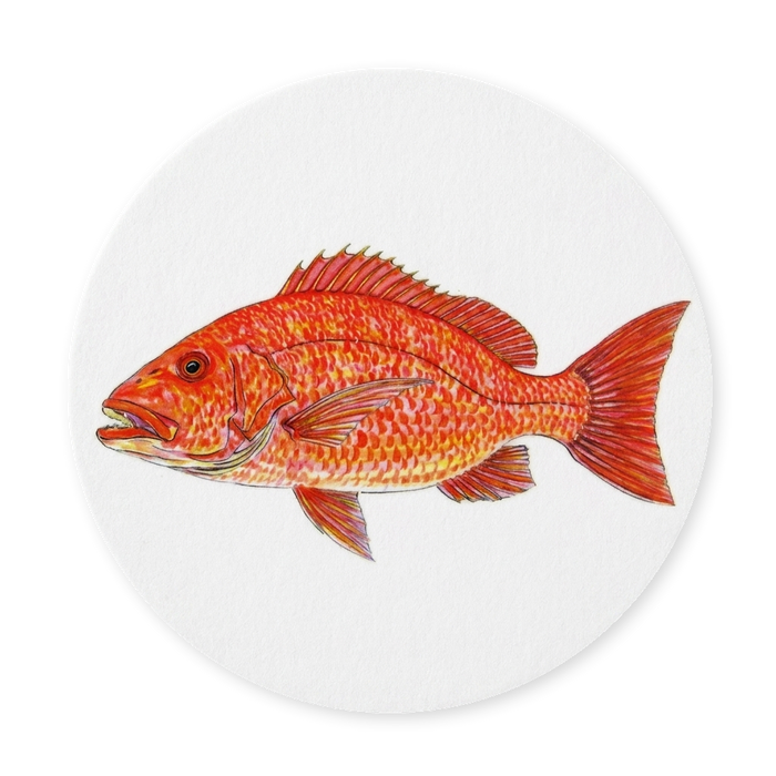 Richard Bramble Red Snapper Coaster