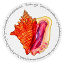 Queen Conch Tablemat