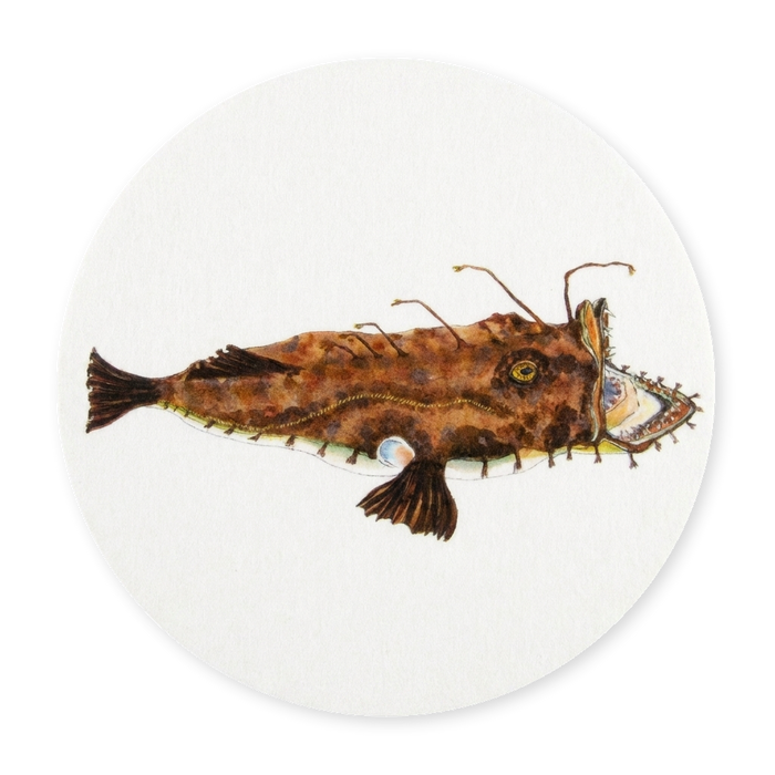 Monkfish Coaster