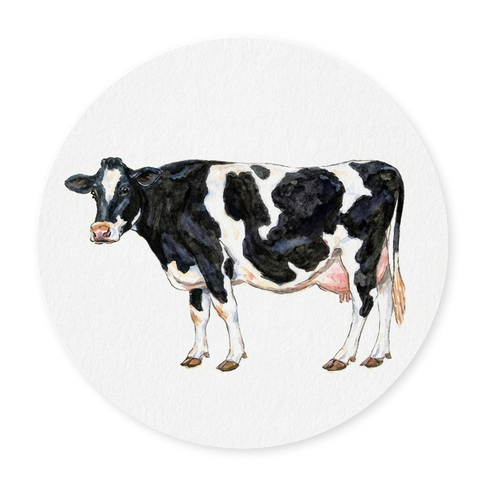 Holstein-Friesian Cow Coaster