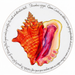 Queen Conch Tablemat