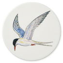 Tern Coaster