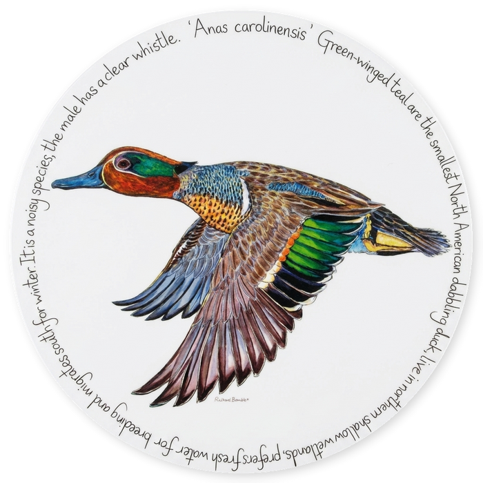 Green Winged Teal Tablemat