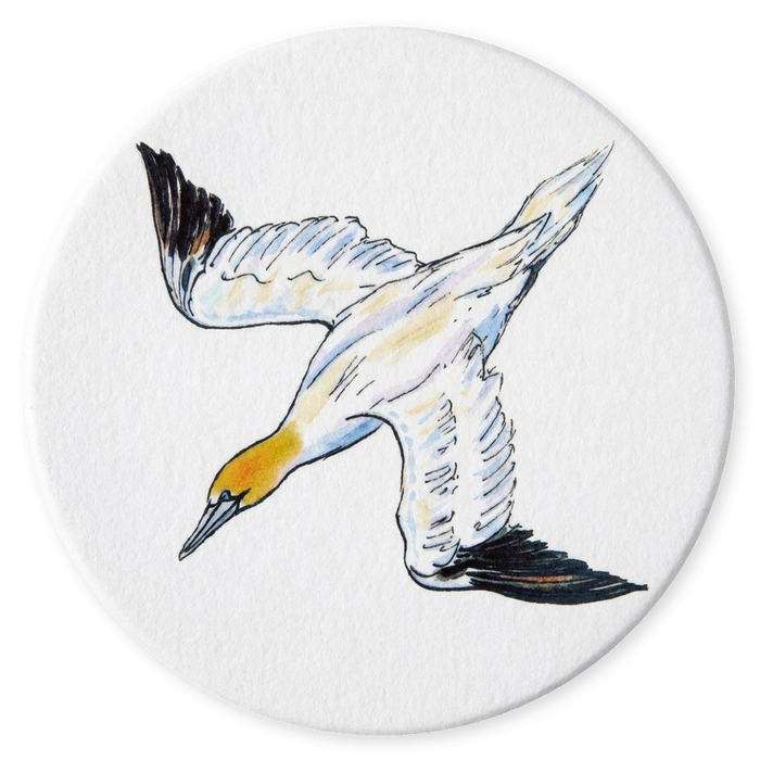 Gannet Diving Coaster