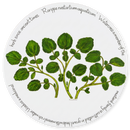 Watercress Tablemat