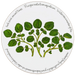 Watercress tablemat