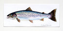 Sea Trout painting