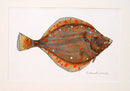 Plaice Study Original Painting