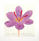 Saffron Flower painting