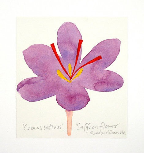 Saffron Flower Original Painting