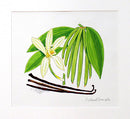 Vanilla painting