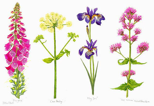 Channel Island Flowers I print Richard Bramble