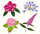 Channel Island Flowers II print Richard Bramble