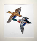 Mallard Ducks