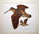 Woodcock Painting