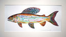 Arctic Grayling