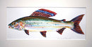 Arctic Grayling Study