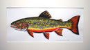 Brook Trout