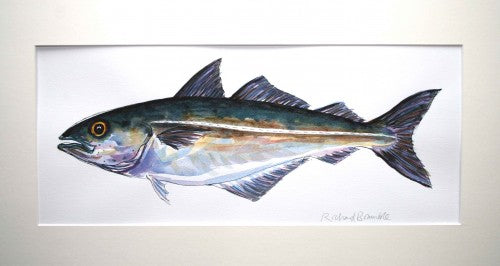 Coalfish (Saithe)