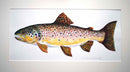 Brown Trout painting