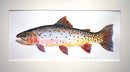 Cutthroat trout painting two
