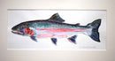 Steelhead study