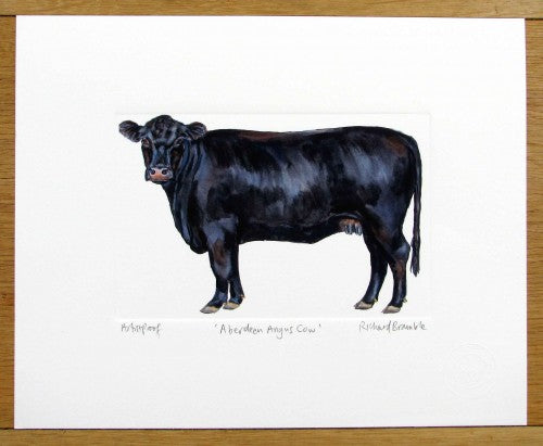 Aberdeen Angus Cow Print
