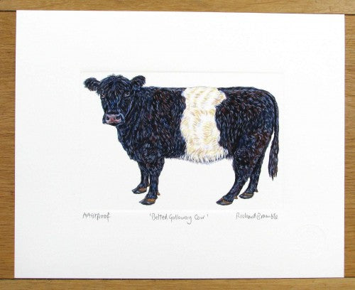 Belted Galloway Cow Print