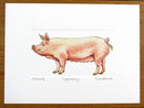 Large White Pig Print